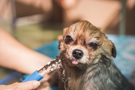 puppy taking a bath