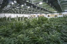 Marijuana plants growing inside of a commercial building