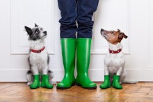 two dogs waiting to go walk in the rain with boots on 