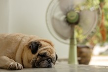 pug dog lying in a hot house with the fan on
