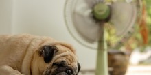 pug dog lying in a hot house with the fan on