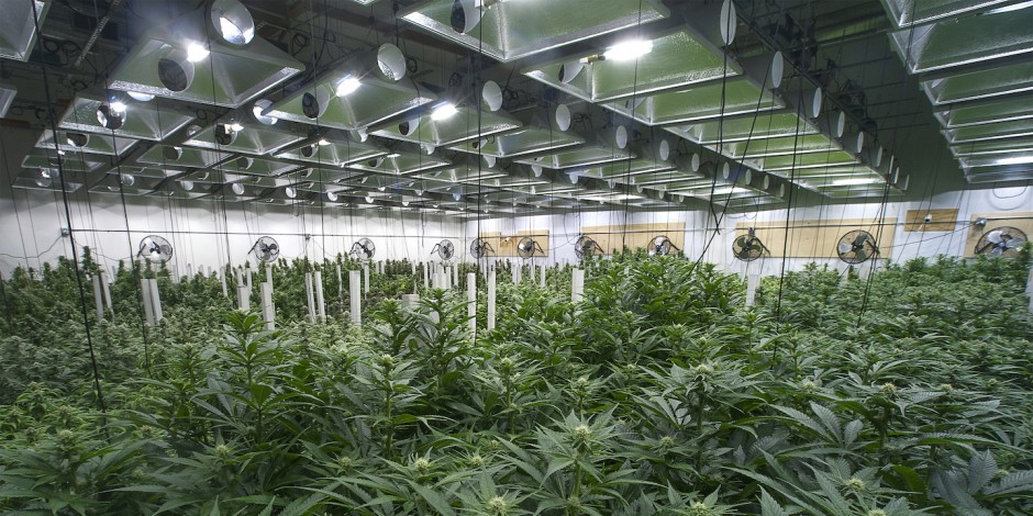 Marijuana plants growing inside of a commercial building